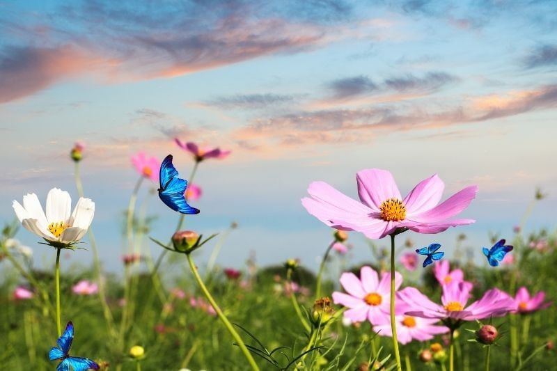 Schmetterlinge fliegen während der goldenen Stunde über das mit Blumen gefüllte Feld