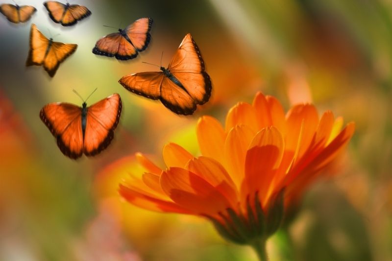 6 orangefarbene Schmetterlinge fliegen über einer orangefarbenen Blume in Fokusfotografie