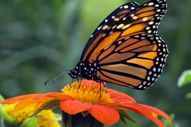 Ein wunderschöner orange-schwarzer Schmetterling landete auf einer Blume