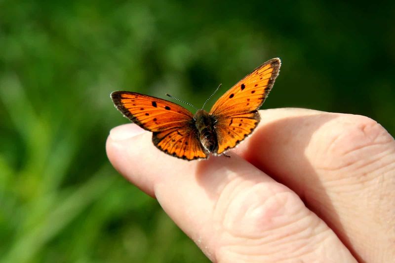 ein orange-schwarzer Schmetterling landete auf seinem Arm