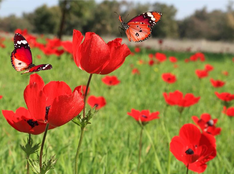 ein roter Schmetterling in einem Mohnfeld