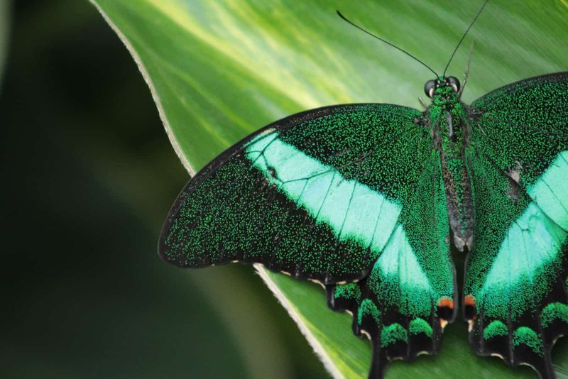 ein schöner grüner Schmetterling