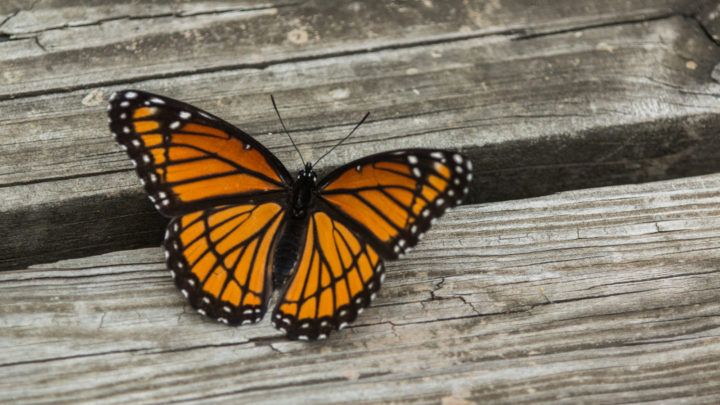 Orange und schwarzer Schmetterling Bedeutung: König der Schmetterlinge