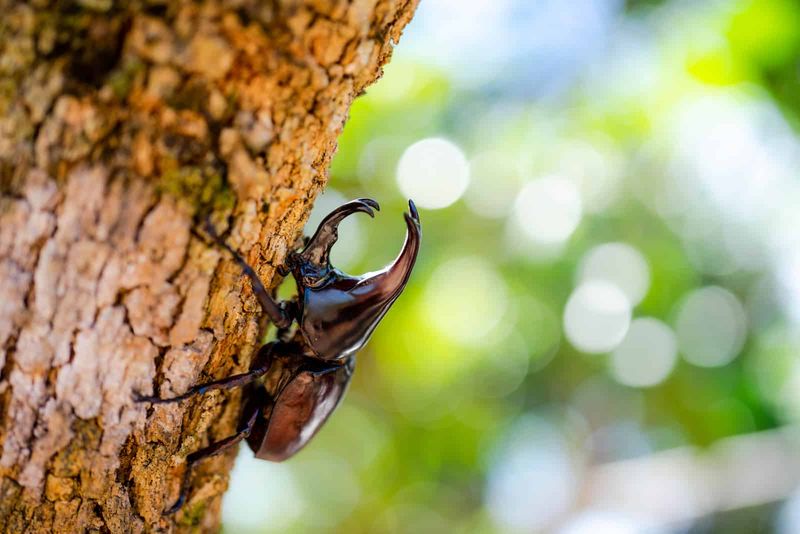 Ein schwarzer Käfer klettert auf einen Baum