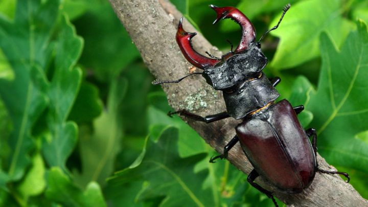 Spirituelle Bedeutung des Käfers: 27 versteckte Symbole