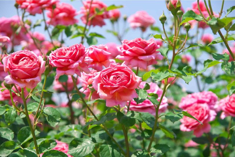 rosa Gartenrosen
