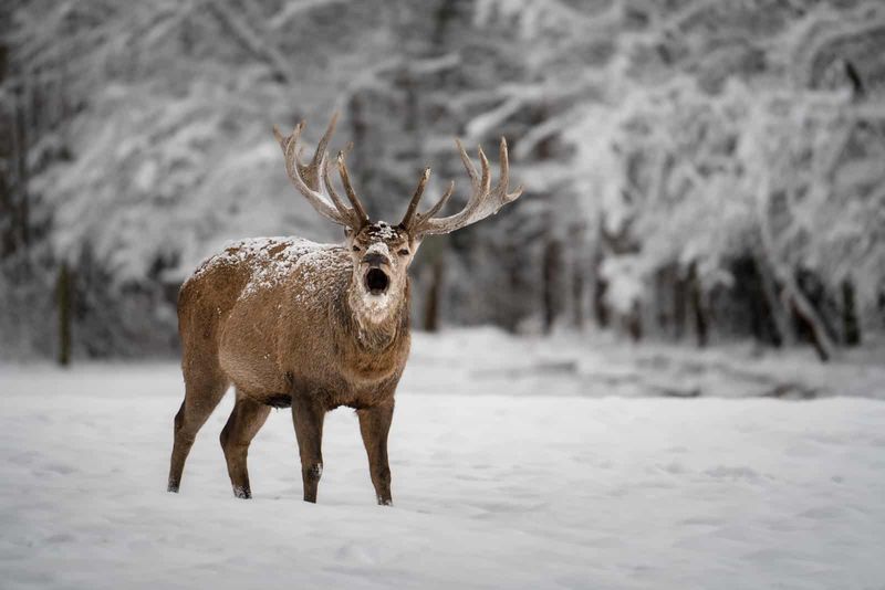 Hirsch steht im Schnee im Freien