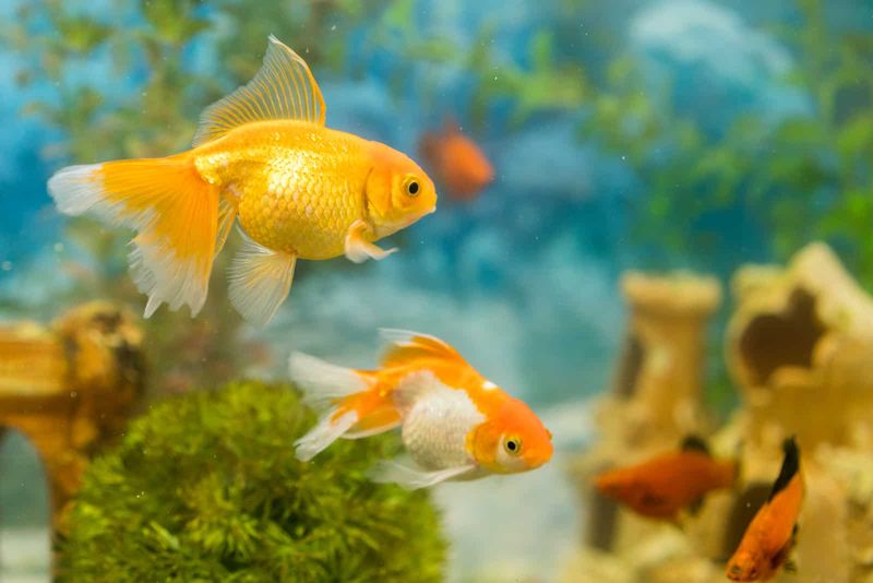 Goldfisch im Süßwasseraquarium